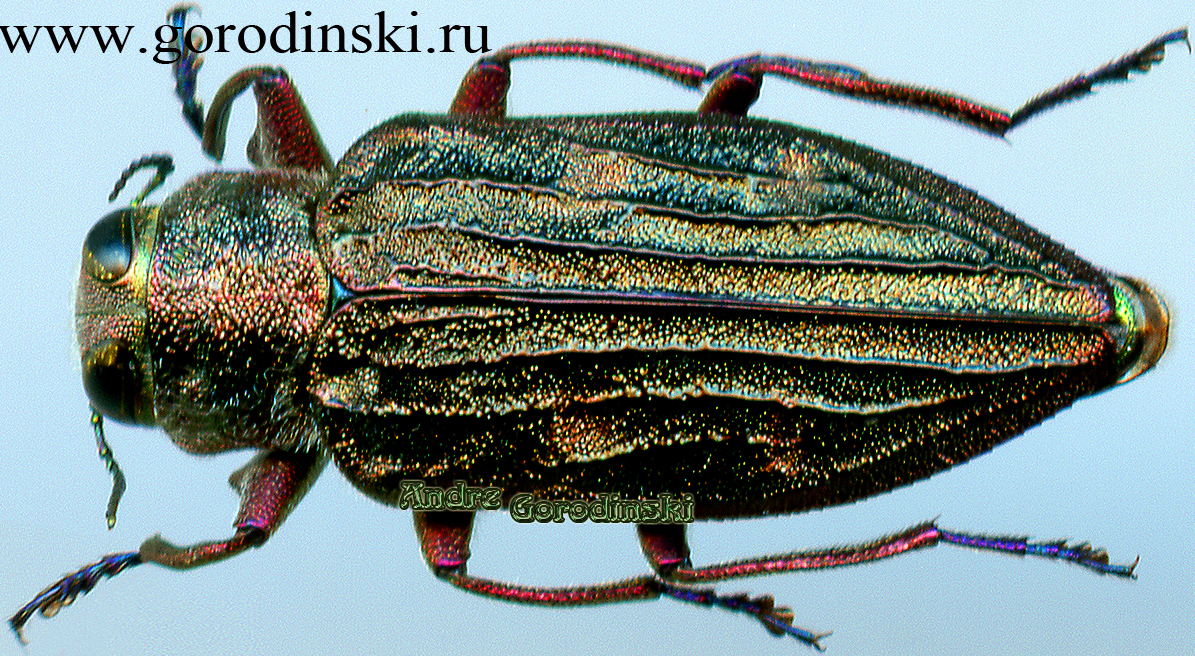 http://www.gorodinski.ru/buprestidae/Chrysobothris chrysostigma.jpg